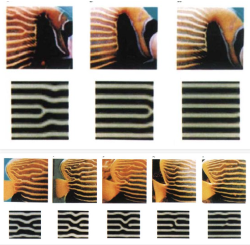 Turing Pattern formula