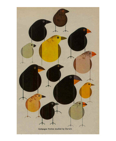 NUEVOS RECURSOS PARA DISEÑOS