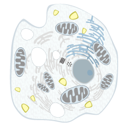 La célula eucariota