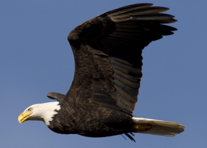 LOS SIETE DÍAS DE LA CREACIÓN EN LA TIERRA  ll