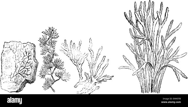 Cambrian Period Plant