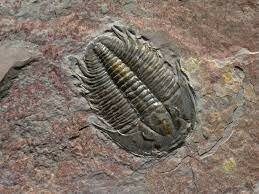 Cambrian period animals