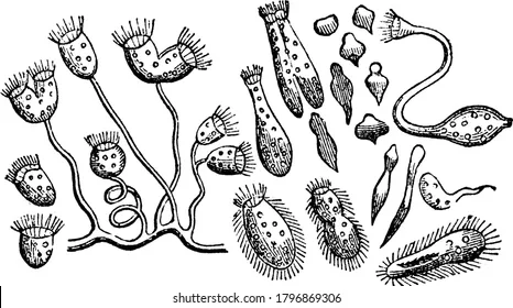 Anton Van Leeuwenhoek