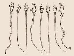 Anton Van Leeuwenhoek