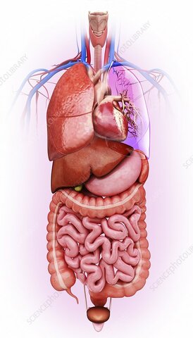 Si iscrive alla facoltà di Medicina