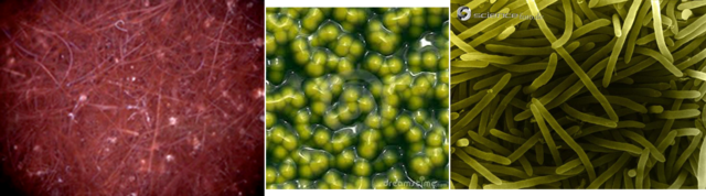 ORGANISMES FOTOSINTÈTICS ANTIOXIGÈNICS