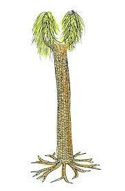 Carboniferous Plant