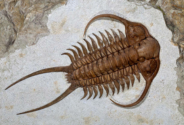 Ordovician Animal