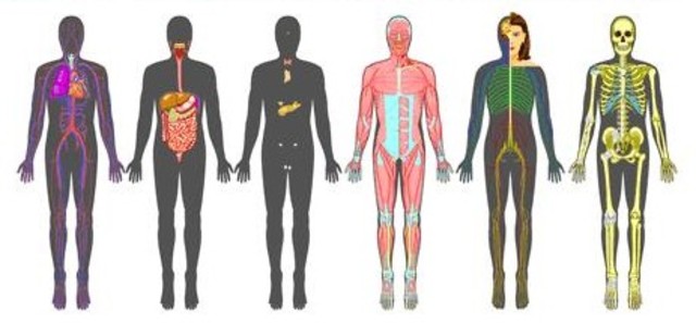 Basis for research on body parts
