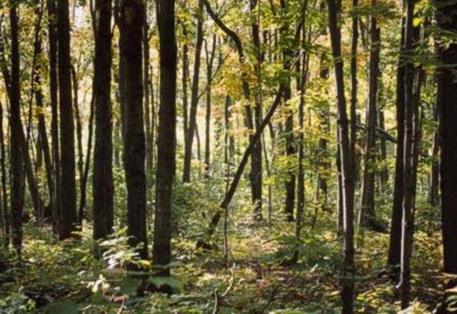 Cheyennne escapes from Griffins house