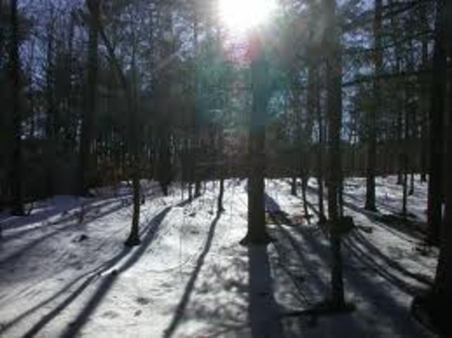 Cheyenne ran into the woods