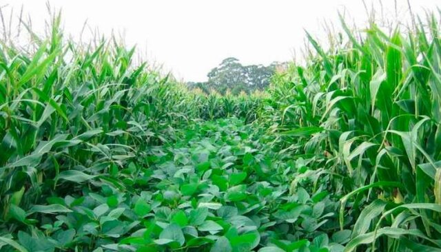 La Agricultura (Nitrógeno)