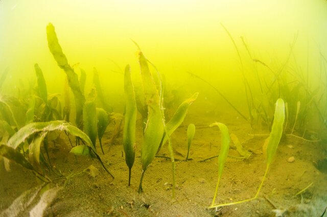 El Nitrógeno Activo