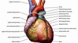Timeline: History of Heart Surgery