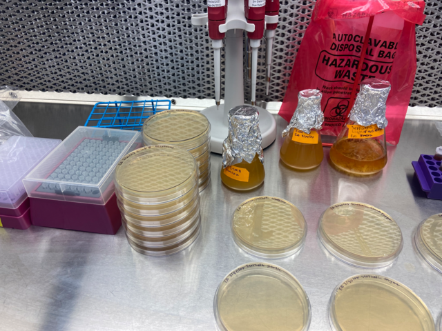 Research Project Presentation