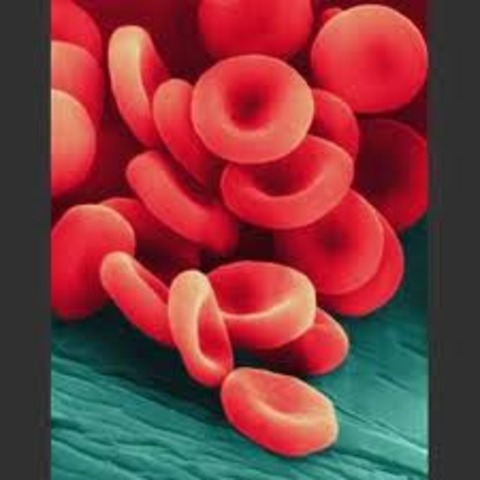 Blood Cells discovered