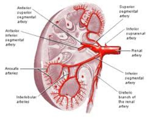First Kidney Transplant