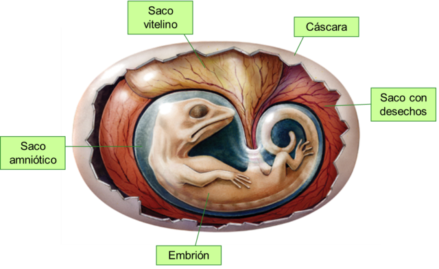 Huevo amniota