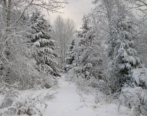 Cheyenne ran into the woods.