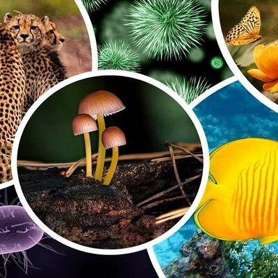 Timeline: Principales cambios evolutivos