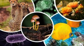 Timeline: Principales cambios evolutivos