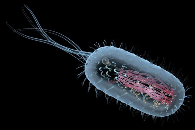 Células Procariotas