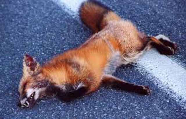 Chapter 31, Roadkill