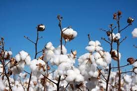Cotton Complex