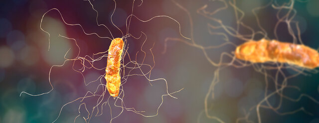 Extinción de organismos no aerobios