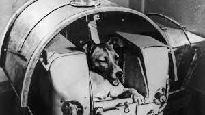 första levande varelsen i rymden