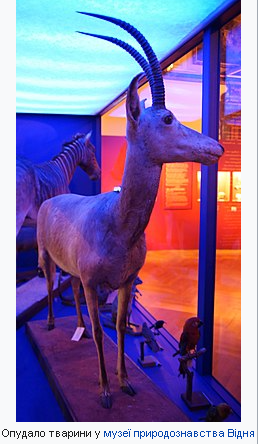 Блакитна антилопа (Південна Африка)