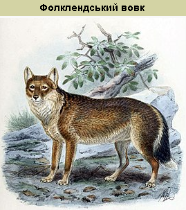 Фолклендський вовк (Фолклендські Острови, Великобританія)