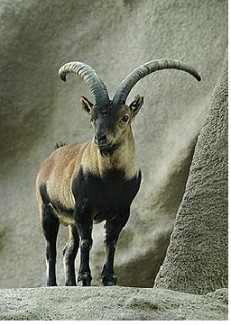 Піренейський козеріг (Португалія)