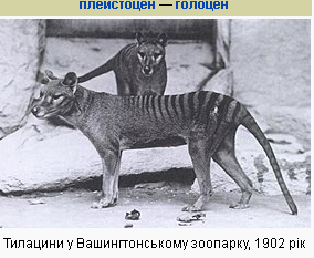 Сумчастий вовк (Тасманія, Австралія)