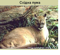 Східна Пума (схід США)