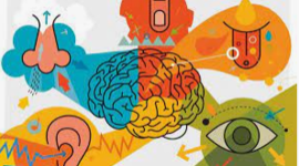 Timeline: Recorrido en el estudio de los procesos sensoperceptivos