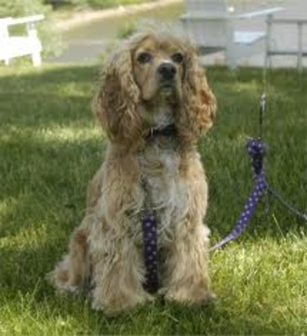 American Cokers Became Rare