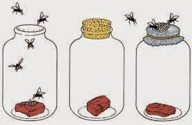 La generació espontània-Aristòtil-