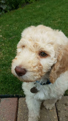 First time meeting my dog