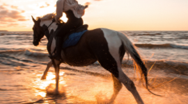 Timeline: horseback riding