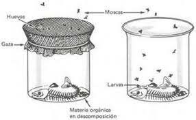 2.1. La generació espontania per Aristòtil