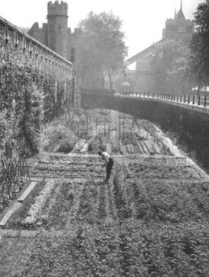 Victory gardens o War gardens