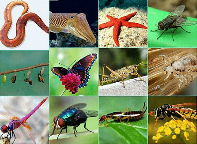 Aparició d'invertebrats