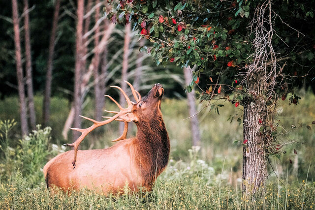 Aparició de boscos i vertebrats