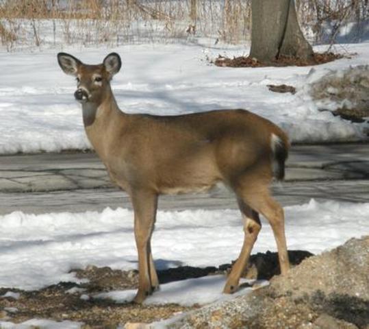 I starts school at four, at Deer Creek.