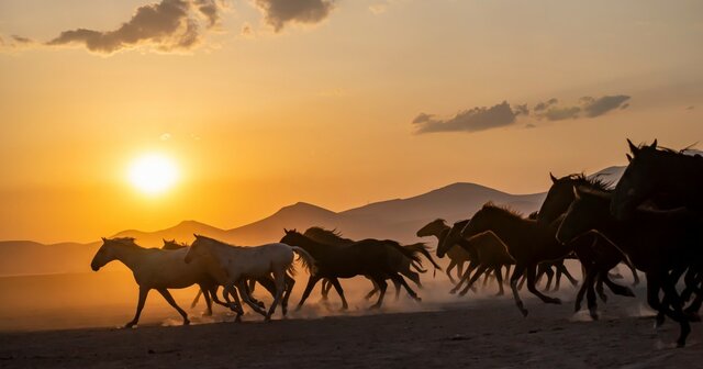 fun facts about horses