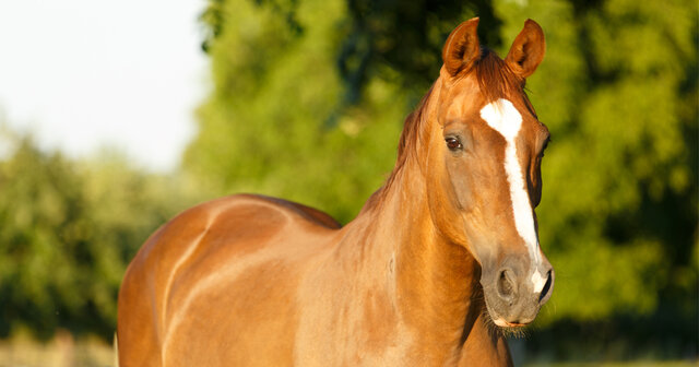 how to clean a horse