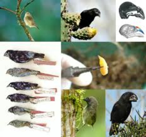 Begins thinking about information from his voyage