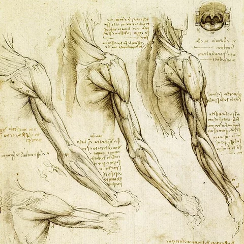 SIETE DIBUJOS DE LEONARDO DA VINCI