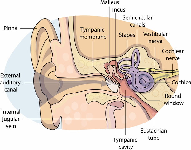 Vestibular System
